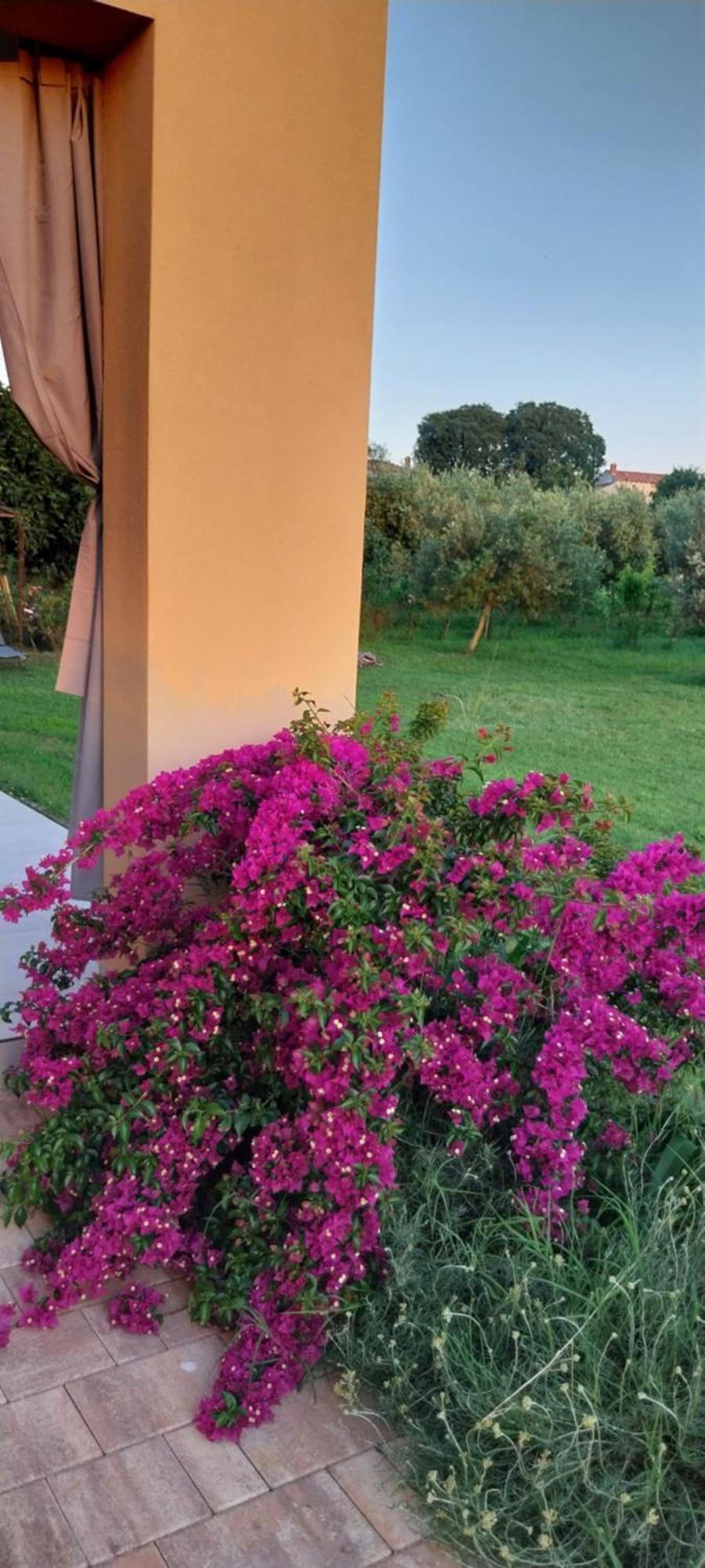 Vila Dubravka - Schoen Und Komfortabel Inmitten Von Olivenbaeumen Und Weinbergen Mit Whirlpool Valtura Esterno foto