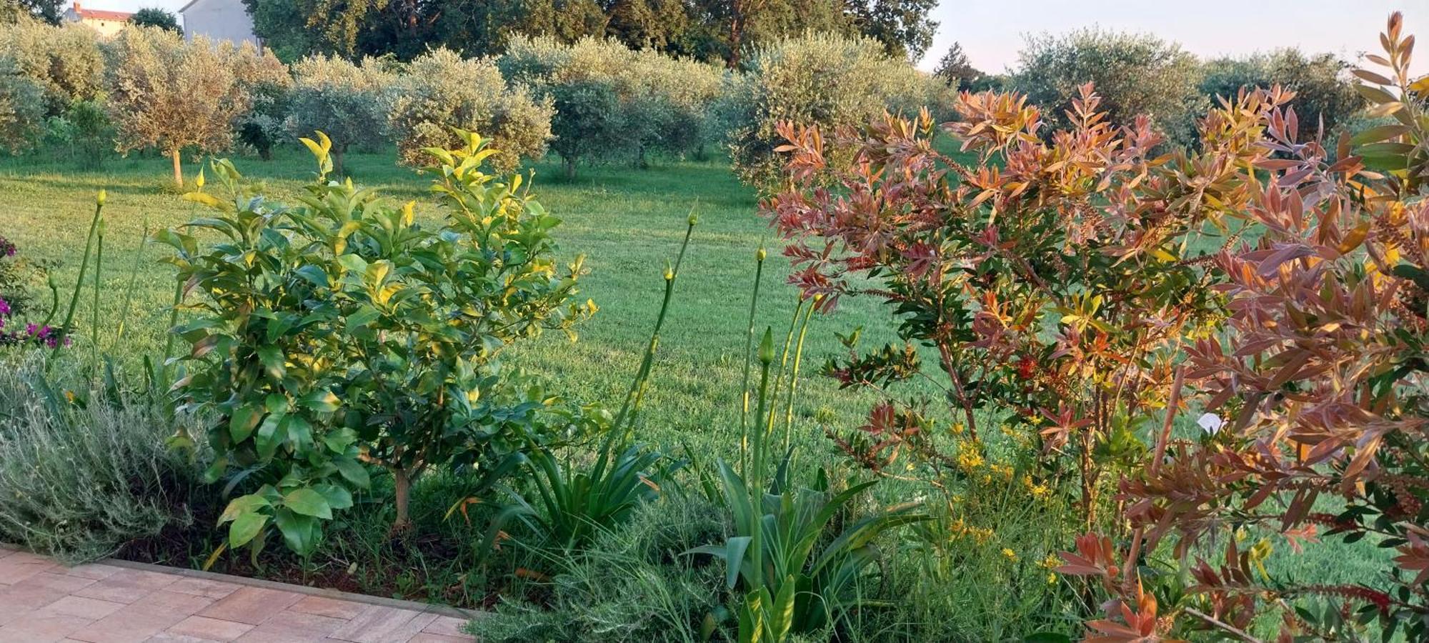 Vila Dubravka - Schoen Und Komfortabel Inmitten Von Olivenbaeumen Und Weinbergen Mit Whirlpool Valtura Esterno foto